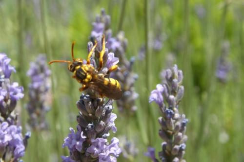 Nomada pectoralis